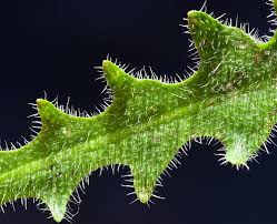 Attēlu rezultāti vaicājumam “Hypochaeris radicata leaf”