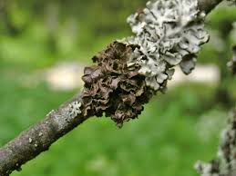 Attēlu rezultāti vaicājumam “Cetraria sepincola”