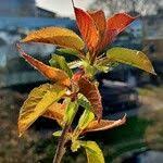 Attēlu rezultāti vaicājumam “Cerasus leaf”