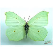 Attēlu rezultāti vaicājumam “Gonepteryx rhamni upperside”