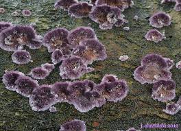 Attēlu rezultāti vaicājumam “Trichaptum abietinum”