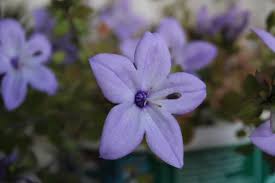 Image result for Campanula isophylla
