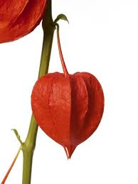 Attēlu rezultāti vaicājumam “Physalis alkekengi fruit”