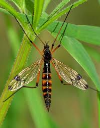 Attēlu rezultāti vaicājumam “Dictenidia bimaculata male”