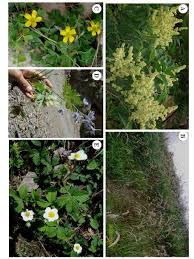 Attēlu rezultāti vaicājumam “Erysimum hieracifolium fruit”