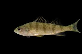 Image result for Perca flavescens