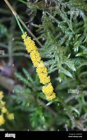 Attēlu rezultāti vaicājumam “Physarum virescens”