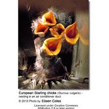 Attēlu rezultāti vaicājumam “Sturnus vulgaris nest”