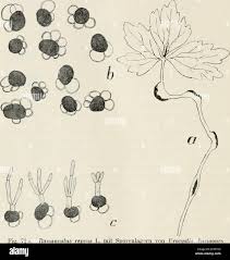 Attēlu rezultāti vaicājumam “Urocystis anemones spores”