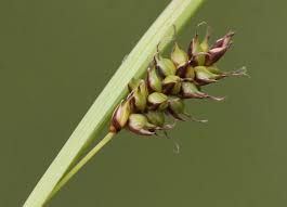 Attēlu rezultāti vaicājumam “Carex hostiana”