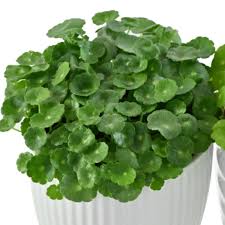 「銅錢草」的圖片搜尋結果