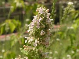 Image result for Nepeta cataria