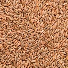 Image result for Secale cereale