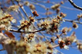 Attēlu rezultāti vaicājumam “Acer saccharinum flower”