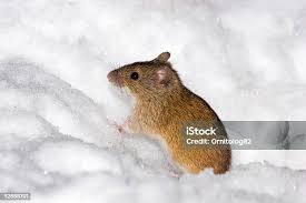 Attēlu rezultāti vaicājumam “Apodemus agrarius”