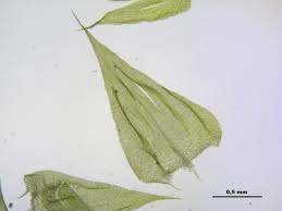 Attēlu rezultāti vaicājumam “Brachythecium campestre”