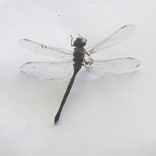 Attēlu rezultāti vaicājumam “Aeshnidae”