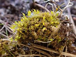 Attēlu rezultāti vaicājumam “Weissia brachycarpa”