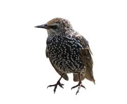 Attēlu rezultāti vaicājumam “Sturnus vulgaris”