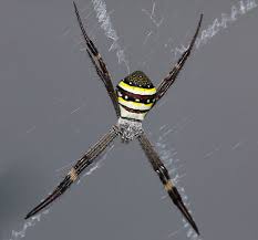 Image result for st andrews cross spider