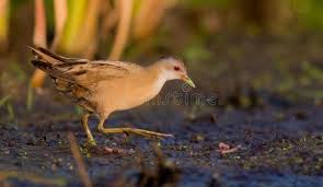 Image result for Porzana parva