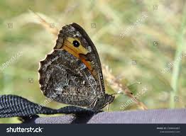 Attēlu rezultāti vaicājumam “Hipparchia semele”