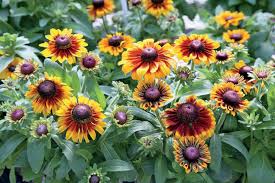 Image result for Rudbeckia