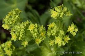 Attēlu rezultāti vaicājumam “Alchemilla subcrenata”