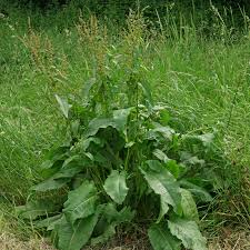 Attēlu rezultāti vaicājumam “Rumex obtusifolius”