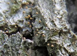 Attēlu rezultāti vaicājumam “Sclerophora pallida”