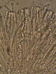 Attēlu rezultāti vaicājumam “Coenogonium pineti”