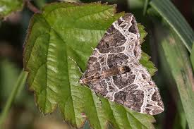 Attēlu rezultāti vaicājumam “Ecliptopera silaceata”