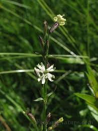 Attēlu rezultāti vaicājumam “Silene tatarica”