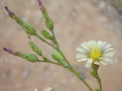Attēlu rezultāti vaicājumam “Lactuca sativa flower”