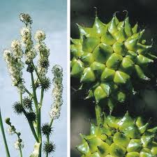 Attēlu rezultāti vaicājumam “Sparganium erectum aggr. fruit”