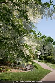 Attēlu rezultāti vaicājumam “Cladrastis kentukea”