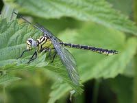 Attēlu rezultāti vaicājumam “Gomphus flavipes”