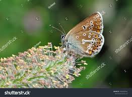 Attēlu rezultāti vaicājumam “Eumedonia eumedon”