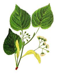 Attēlu rezultāti vaicājumam “Tilia cordata leaf”