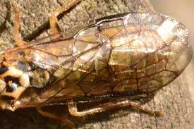 Attēlu rezultāti vaicājumam “Pamphiliidae”