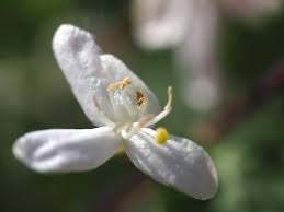 Attēlu rezultāti vaicājumam “Lonicera xylosteum flower”