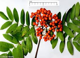 Attēlu rezultāti vaicājumam “Sorbus aucuparia”