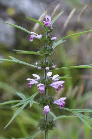 Attēlu rezultāti vaicājumam “Leonurus quinquelobatus flower”