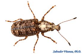 Attēlu rezultāti vaicājumam “Anthribidae”