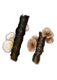 Attēlu rezultāti vaicājumam “Crepidotus versutus”