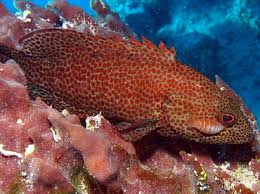 Image result for Cephalopholis cruentata