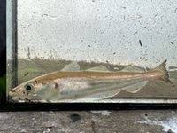 Image result for Merlangius merlangus