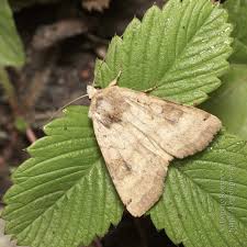 Attēlu rezultāti vaicājumam “Xestia baja”