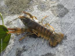 Attēlu rezultāti vaicājumam “Astacus leptodactylus”