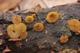 Attēlu rezultāti vaicājumam “Rutstroemia firma”